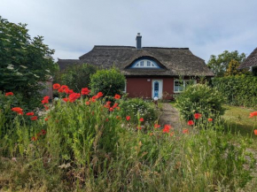 Aantengössel in Born Am Darß